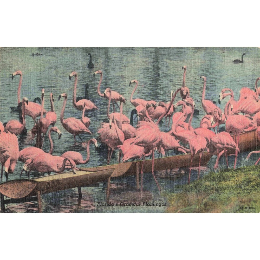 Miami Florida FL Graceful Flamingos 1944 Curt Teich Linen Postcard Unposted